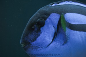 Blue colored fish