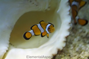 Clown fish