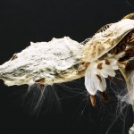 Common milkweed (Asclepias syriaca) New York