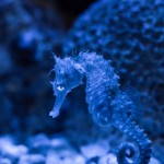 sad looking seahorse sitting on gravel, blue cast