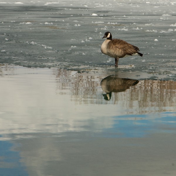 Canadian Goose standing in icy water