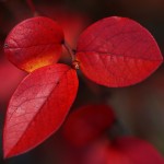 Three red leaves from a blueberry bush in late autumn