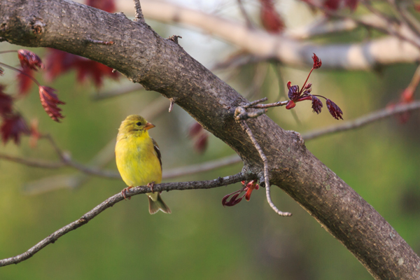 yellow female finch sitting in tree