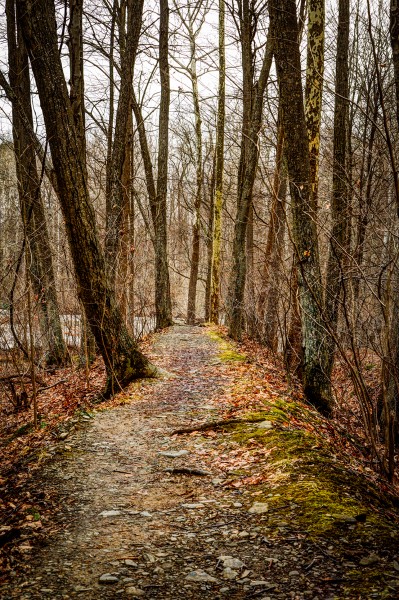 forest path along 6 Mile Creek, NY