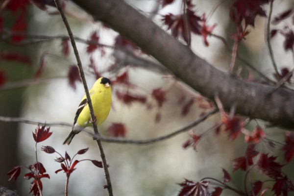 male yellow finch sitting in tree