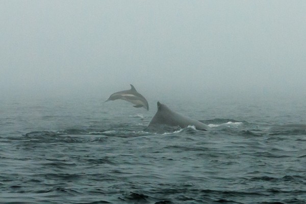 Whale Watch Nova Scotia