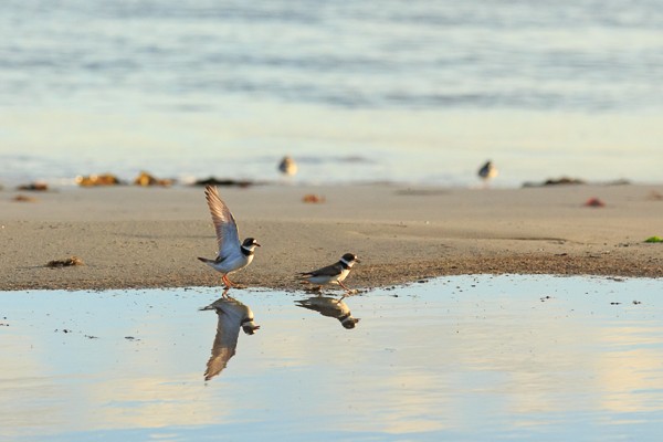 Two Plovers in Nova Scotia