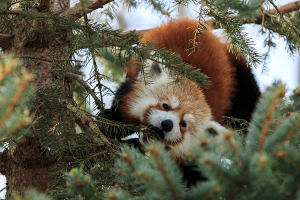 Red Panda